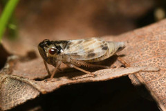 Evacanthus acuminatus