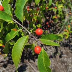 Salacia chinensis