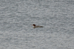 Mergus merganser