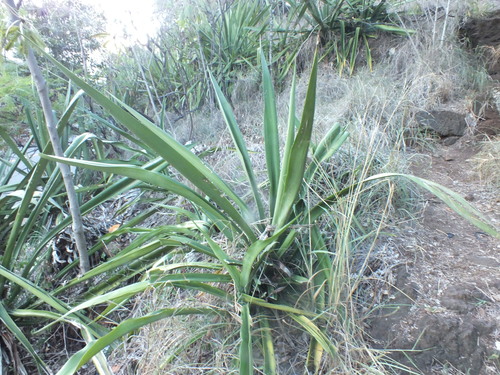 Furcraea foetida