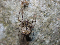 Anansi natalensis