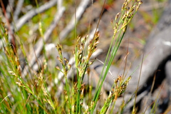Juncus capensis