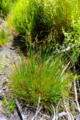 Juncus capensis