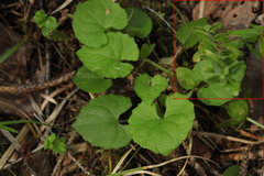 Cruciata glabra krylovii