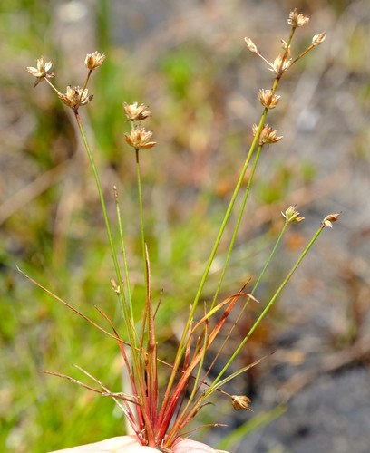 Rock Rush (Juncus rupestris)