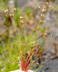 Juncus rupestris