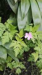 Geranium robertianum