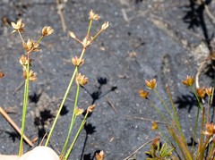Juncus rupestris