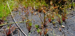 Juncus rupestris