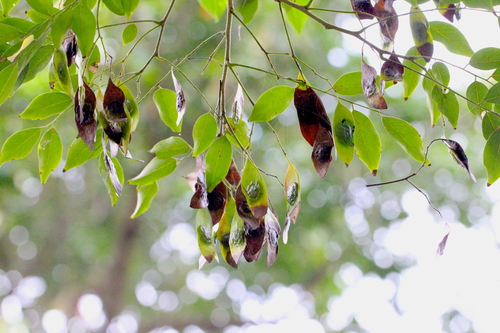 Image of Dalbergia odorifera by no rights reserved