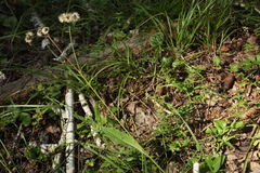 Hieracium korshinskyi