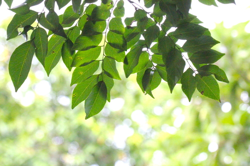 Image of Dalbergia odorifera by no rights reserved