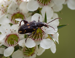 Mecynodera coxalgica