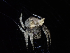 Caerostris sexcuspidata