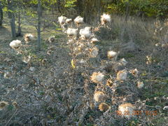 Cirsium ukranicum