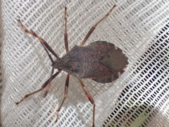 Gelonus tasmanicus