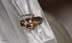 Anoscopus albifrons