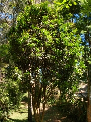 Eugenia brasiliensis