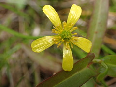 Ranunculus inundatus