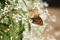 Byblia anvatara
