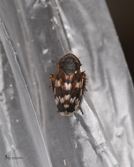Anoscopus albifrons