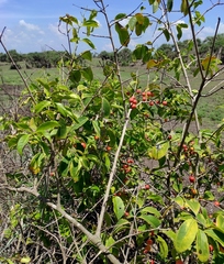 Salacia chinensis