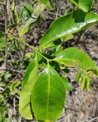 Salacia chinensis