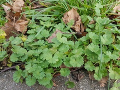 Geranium pusillum