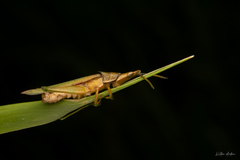 Atractomorpha