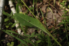 Hieracium korshinskyi