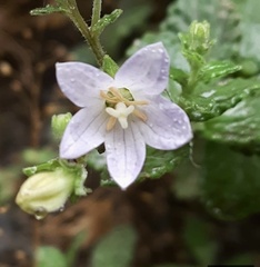 Campanula alphonsii