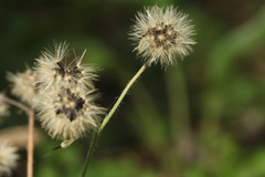 Hieracium korshinskyi
