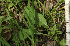 Hieracium korshinskyi