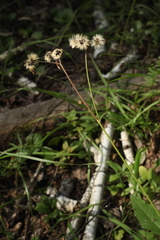 Hieracium korshinskyi