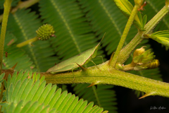 Atractomorpha