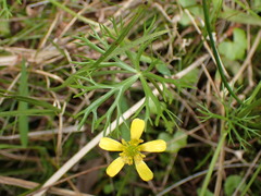 Ranunculus inundatus