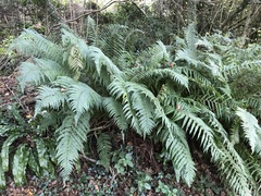 Dryopteris affinis
