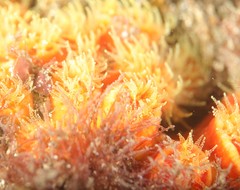 Australopsammia aurea