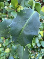 Ilex aquifolium