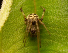 Neoscona