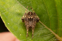 Neoscona
