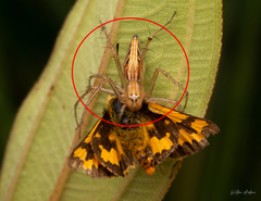 Oxyopes