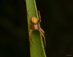 Neoscona