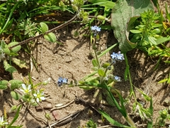 Myosotis stricta