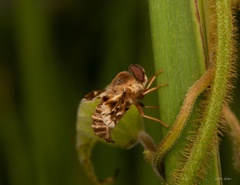 Nemestrinidae