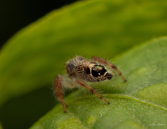 Hyllus diardi