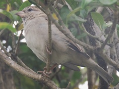 Passer domesticus