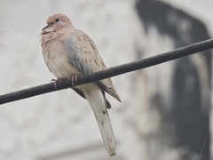 Streptopelia senegalensis