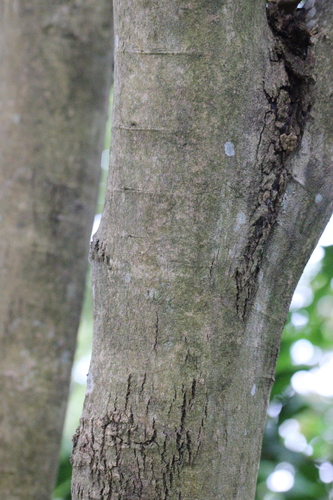 Image of Dalbergia odorifera by no rights reserved