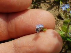 Myosotis stricta